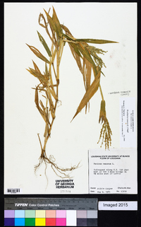 Urochloa ramosa image