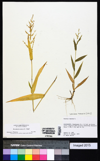 Urochloa ramosa image