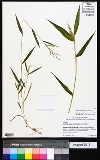 Urochloa ramosa image