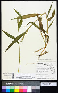 Urochloa texana image