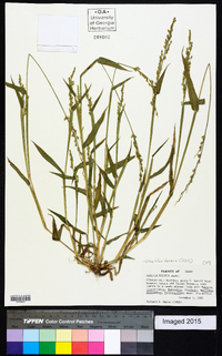 Urochloa texana image