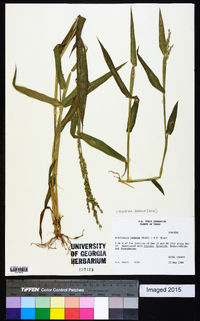 Urochloa texana image