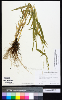 Urochloa texana image