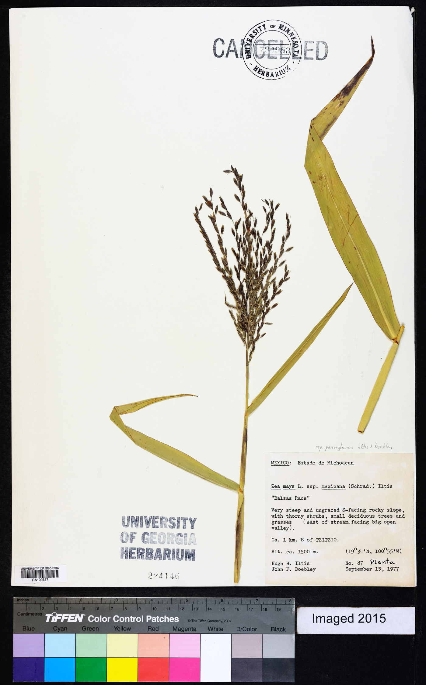 Zea mays subsp. parviglumis image