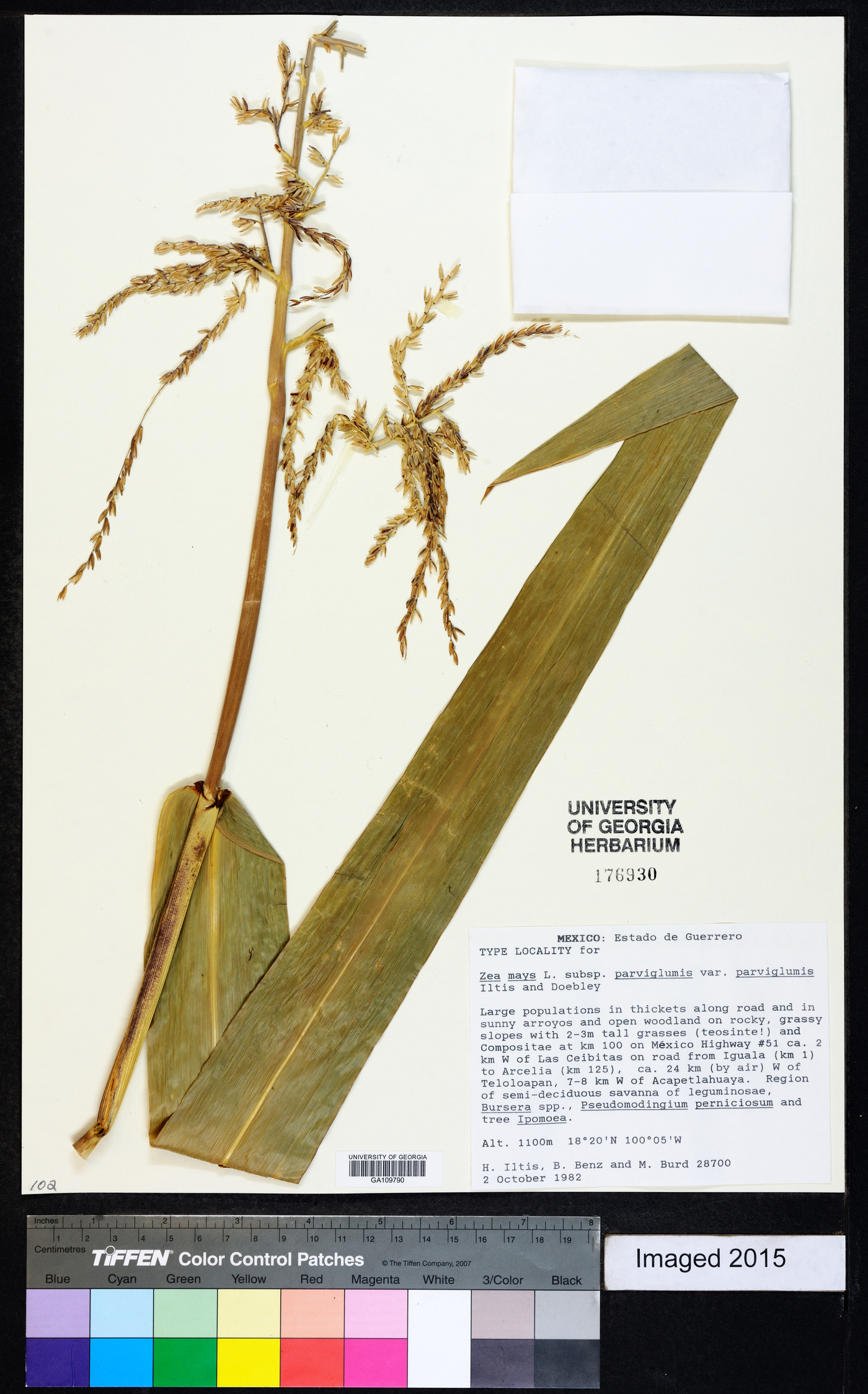 Zea mays var. parviglumis image