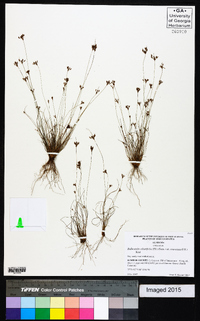 Bulbostylis ciliatifolia var. coarctata image