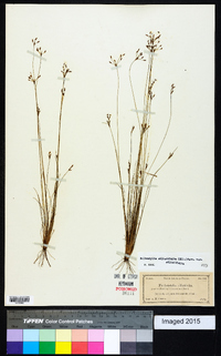 Bulbostylis ciliatifolia var. ciliatifolia image