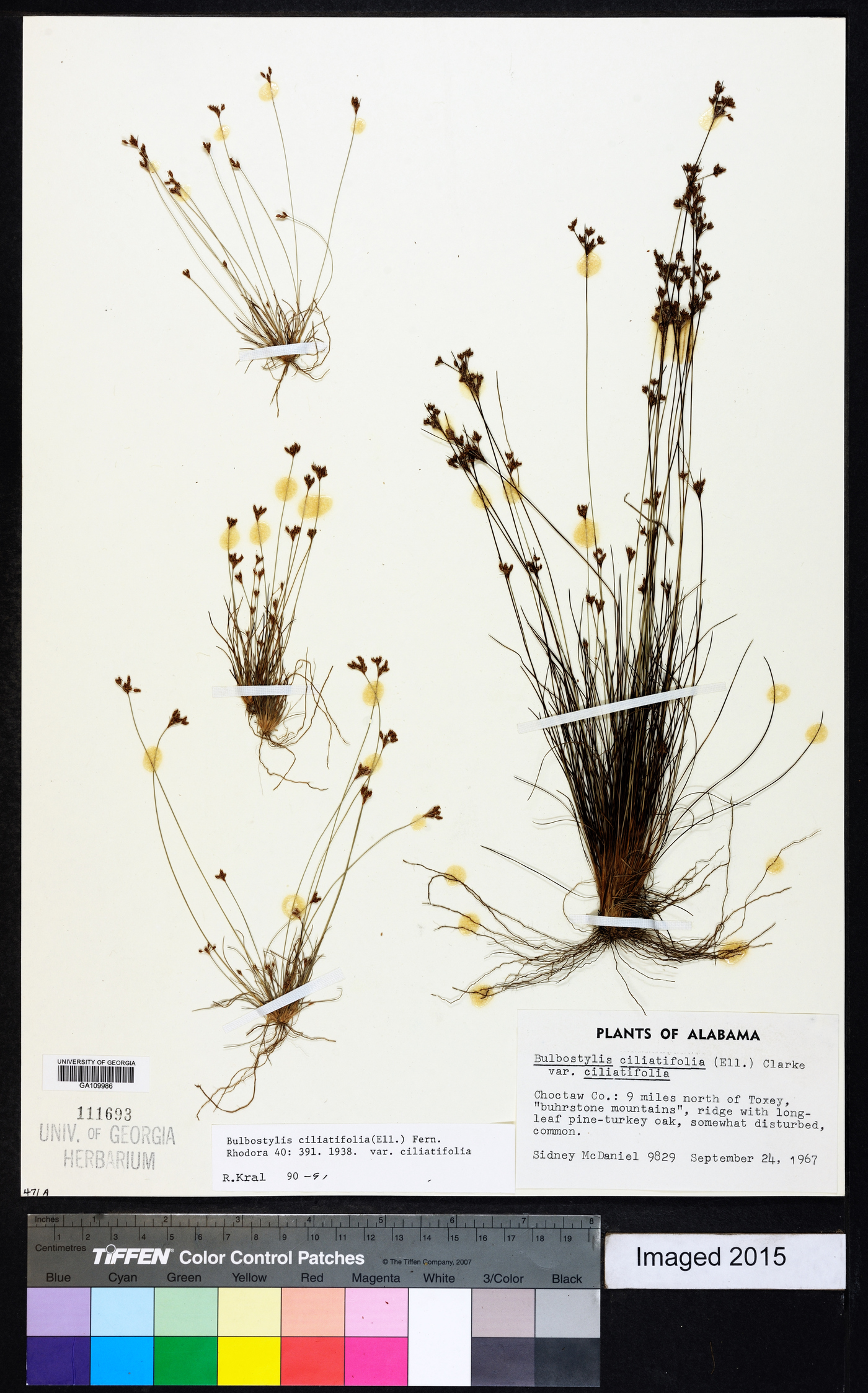 Bulbostylis ciliatifolia var. ciliatifolia image