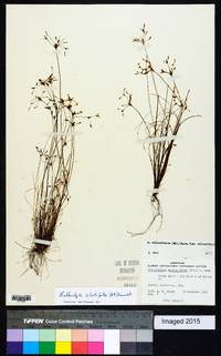 Bulbostylis ciliatifolia var. ciliatifolia image