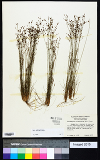 Bulbostylis ciliatifolia image