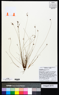 Bulbostylis ciliatifolia image