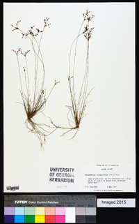 Bulbostylis ciliatifolia image