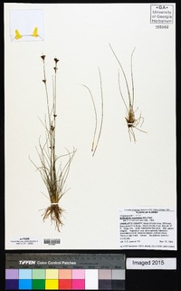 Bulbostylis ciliatifolia image