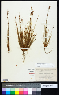 Bulbostylis ciliatifolia image