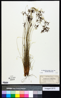 Bulbostylis ciliatifolia image