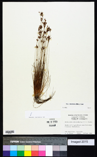 Bulbostylis ciliatifolia var. ciliatifolia image