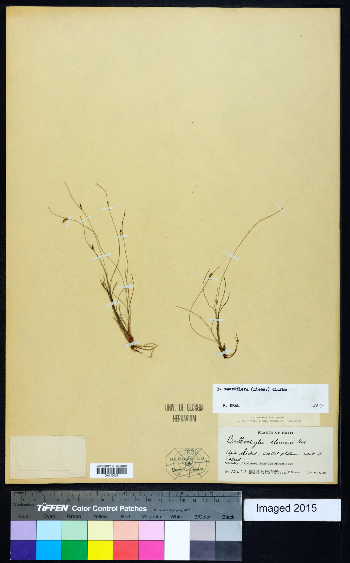 Bulbostylis pauciflora image