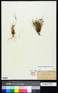 Bulbostylis stenophylla image