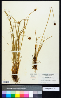 Carex abrupta image