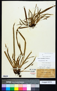 Carex abscondita image