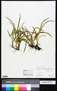 Carex abscondita image