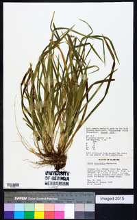 Carex abscondita image