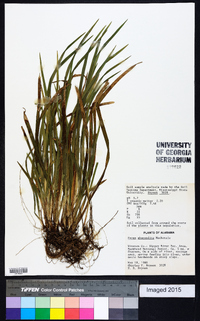 Carex abscondita image