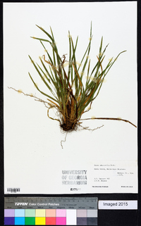 Carex abscondita image