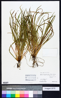 Carex abscondita image