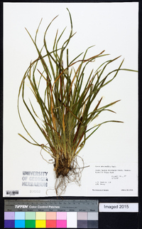 Carex abscondita image