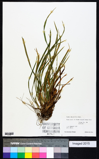 Carex abscondita image