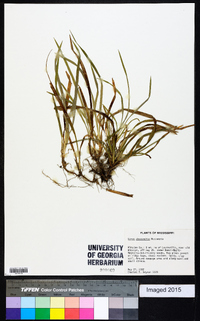 Carex abscondita image