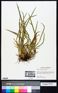 Carex abscondita image