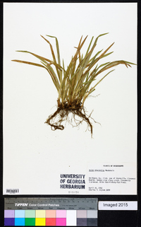 Carex abscondita image