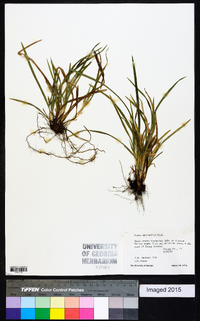 Carex abscondita image