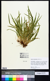 Carex abscondita image