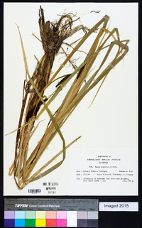Carex acutiformis image