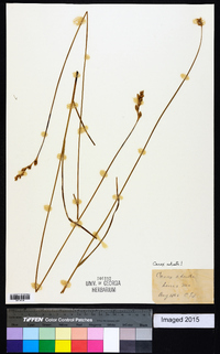 Carex adusta image