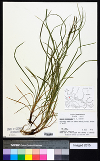 Carex aestivalis image