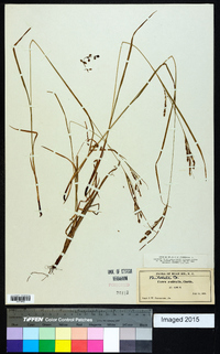 Carex aestivalis image