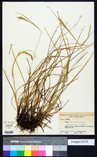 Carex aestivalis image