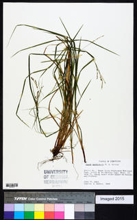 Carex aestivalis image