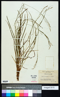 Carex aestivalis image