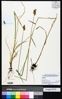 Carex alata image