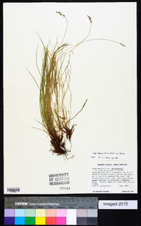 Carex albicans var. albicans image