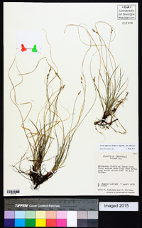 Carex albicans var. albicans image