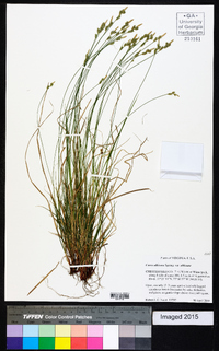 Carex albicans var. albicans image