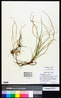 Carex albicans var. australis image