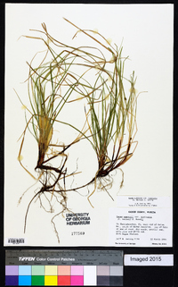 Carex albicans var. australis image