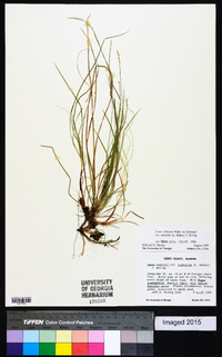 Carex albicans var. australis image